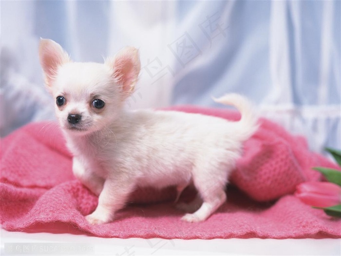 小型犬-沙发上玩耍的狗狗
