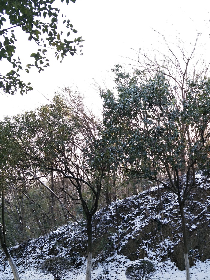 雪后的景色