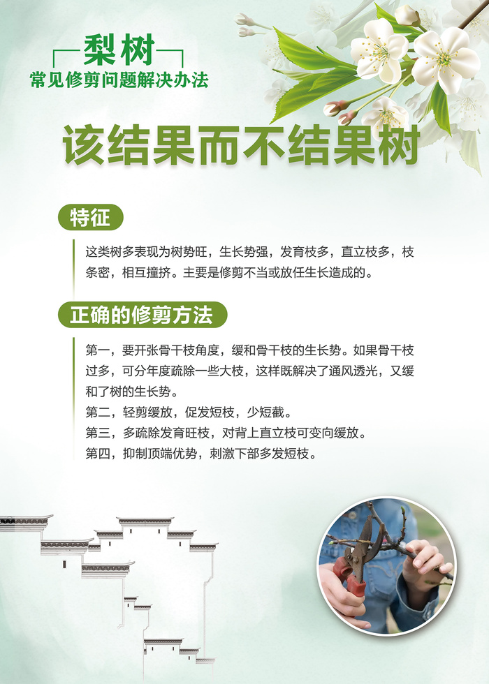 梨树常见修剪问题解决办法科普知识海报psd模版下载