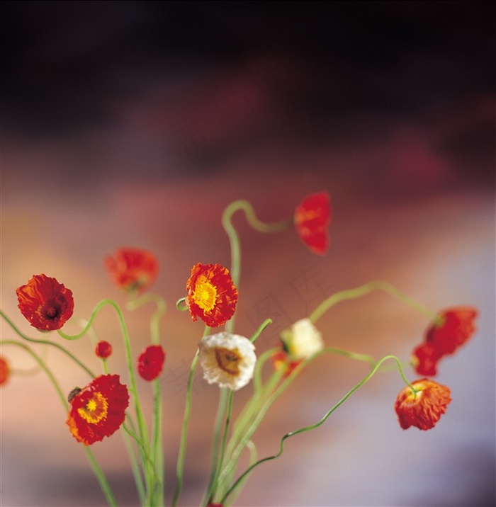 唯美红色鲜花