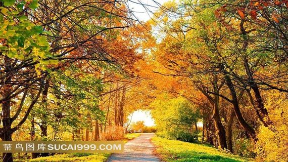 美丽的秋天森林树木路径风景图