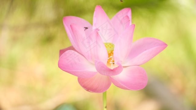莲花, 粉红色的花, 开花, 和平, 盛开