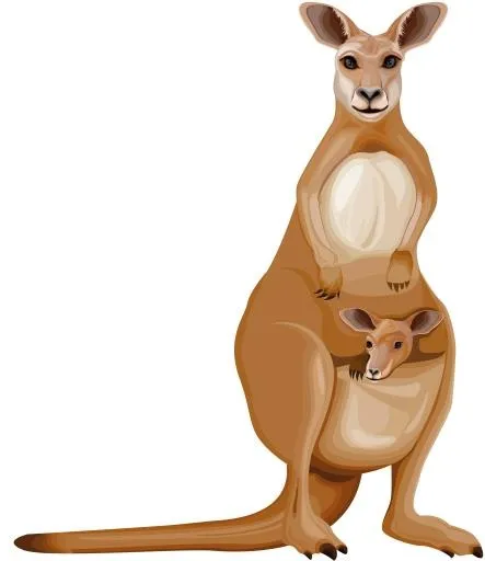 袋鼠 PNG免抠(8254x9532)