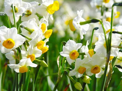 小清新水仙花图片 小清新水仙花图片