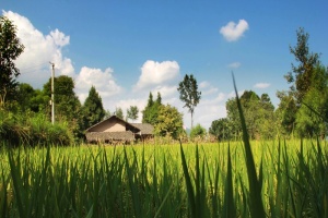 小河 石头 植物 树 灌木 花草 乡村街道 设计