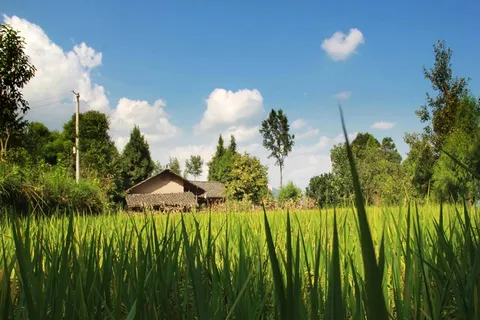 小河 石头 植物 树 灌木 花草 乡村街道 设计 小河 石头 植物 树 灌木 花草 乡村街道 设计