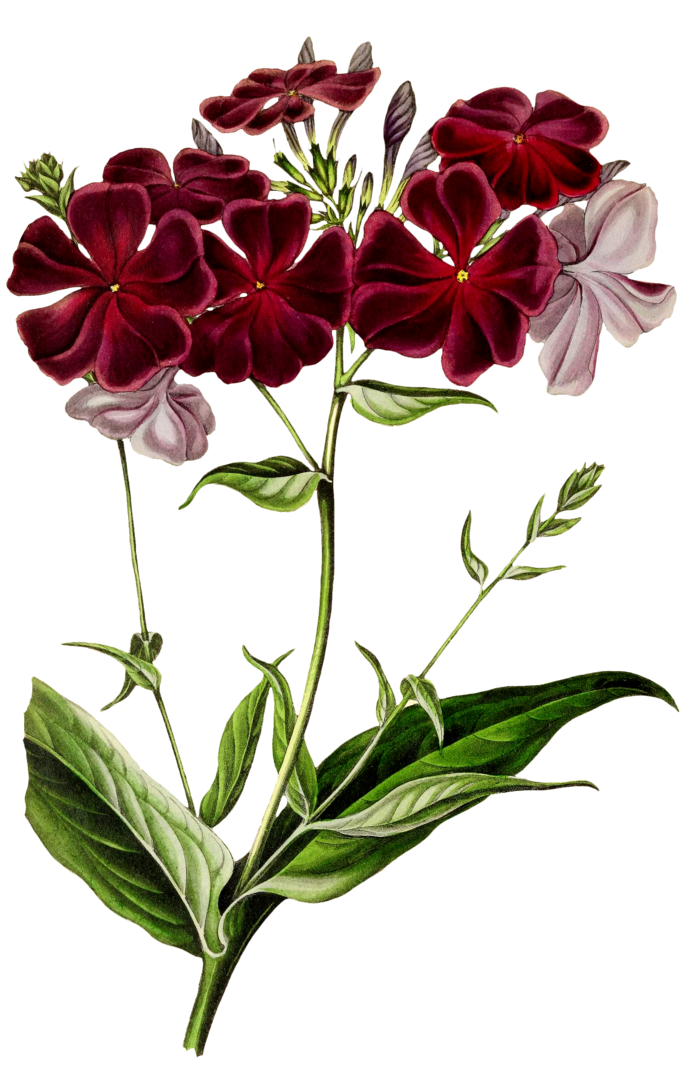 复古手绘植物花卉玫瑰花PNG免扣图案高清图片PS设计素材图