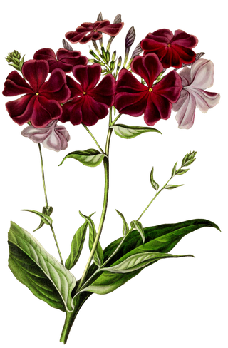 复古手绘植物花卉玫瑰花PNG免扣图案高清图片PS设计素材图