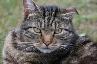 灰色萌猫咪图片