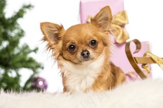 长毛吉娃娃图片