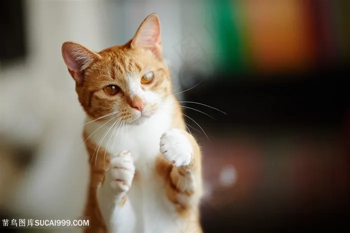 超高清举起双爪的可爱猫咪图片