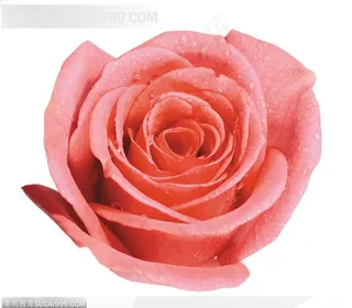 玫瑰花束-红色玫瑰花正面