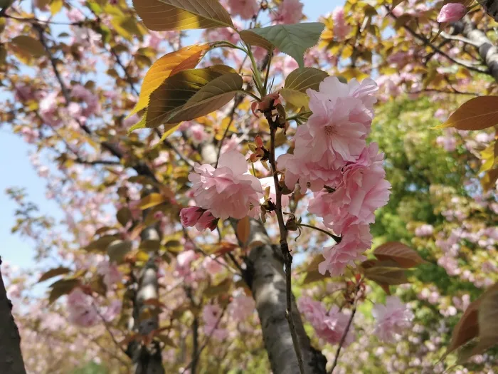 晚樱浪漫樱花