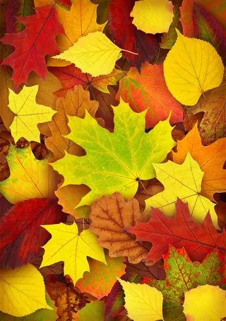 树叶系列 - 美丽的枫叶