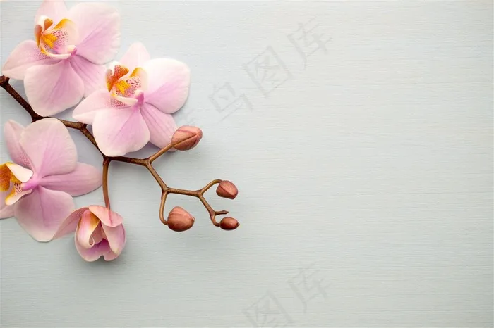灰色背景下的小樱花高清摄影图