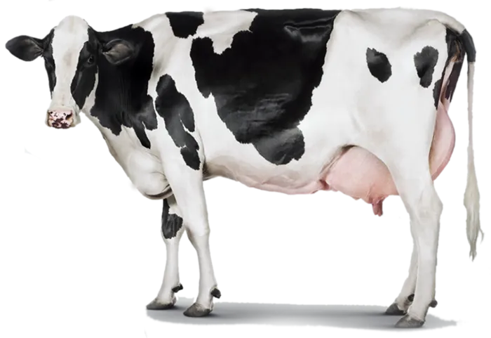 奶牛现代农业