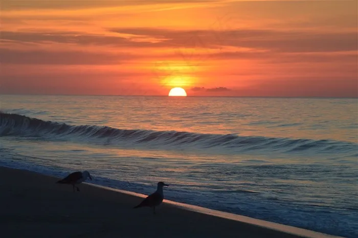 站着的鸟图片素材