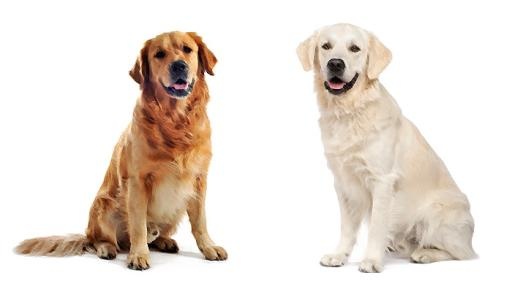 拉布拉多犬 PNG免抠(700x400)