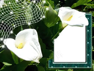 鲜花相框素材图片下载