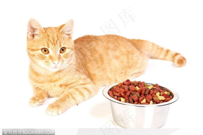 趴在一盆猫食前的黄色花纹短毛小猫