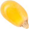 00_Popcorn Seed