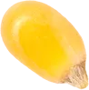 00_Popcorn Seed
