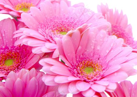 露珠红色菊花图片下载 露珠红色菊花图片下载