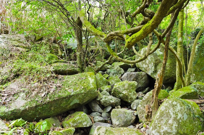 原始丛林风景高清图片