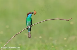 高清树枝上吃食的蓝喉蜂虎鸟类图片