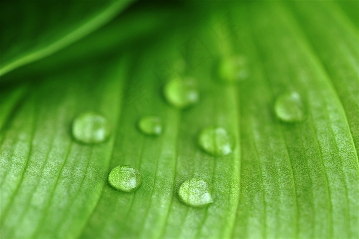 绿色植物上的水珠特写高清素材