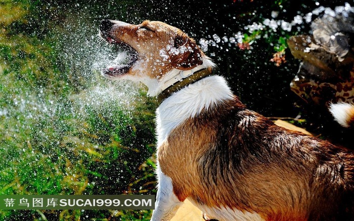 张开嘴巴玩水的狗狗