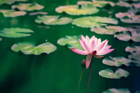 绿色清爽荷花节气背景