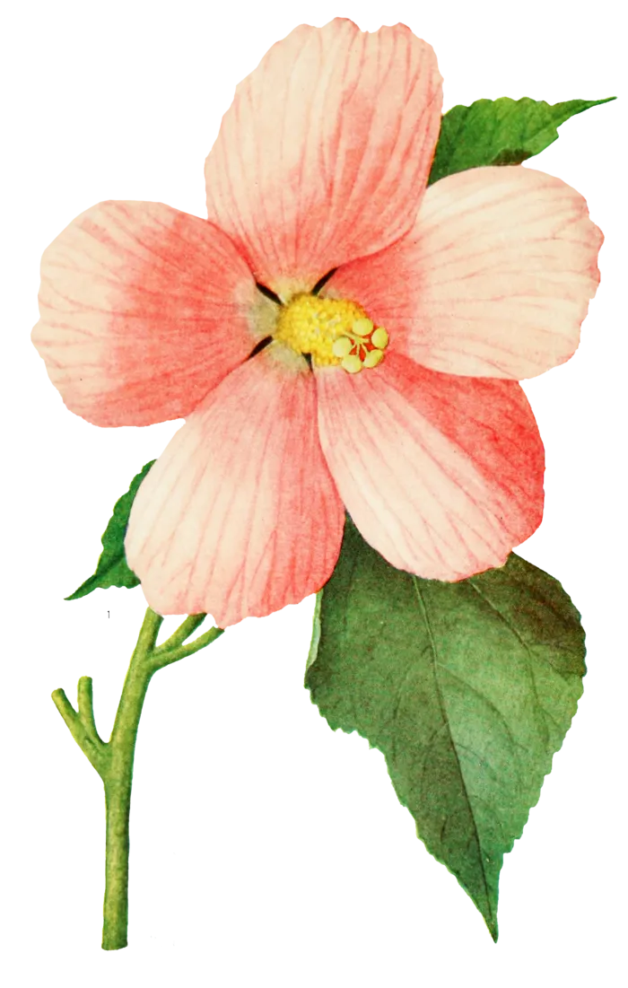 鲜花玫瑰免扣素材