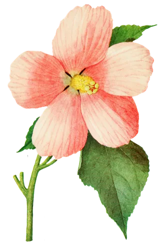 鲜花玫瑰免扣素材