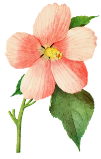 鲜花玫瑰免扣素材 鲜花玫瑰免扣素材