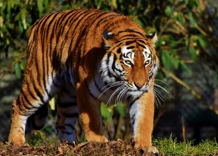 森林凶猛老虎图片 森林凶猛老虎图片