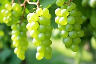 阳光下的青提葡萄架水果摄影图