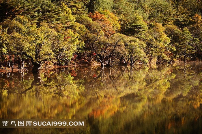 倒映在水中的漂亮树林