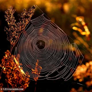 唯美夕阳蜘蛛网特写高清图片