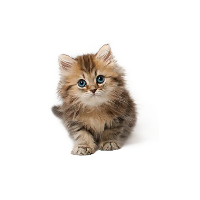 小猫卡通梨花