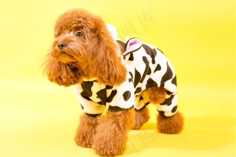 可爱的泰迪犬摄影素材