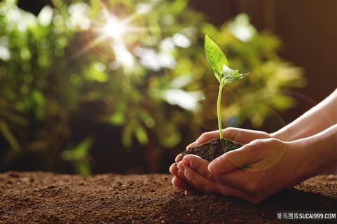 手捧着一颗青苗手势图片