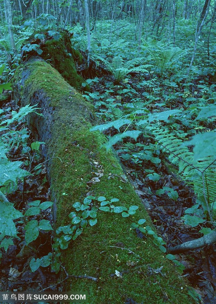 自然风景-被砍伐倒在地上的树木上爬着苔藓和滕迈