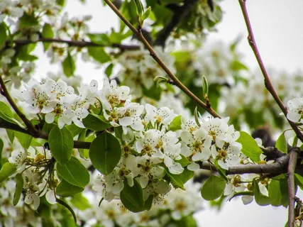 樱花树白色樱花图片 樱花树白色樱花图片