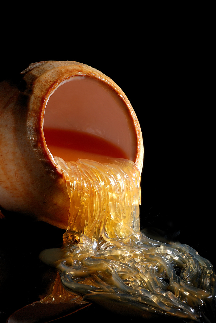 GY00179海虎翅 牙拣翅