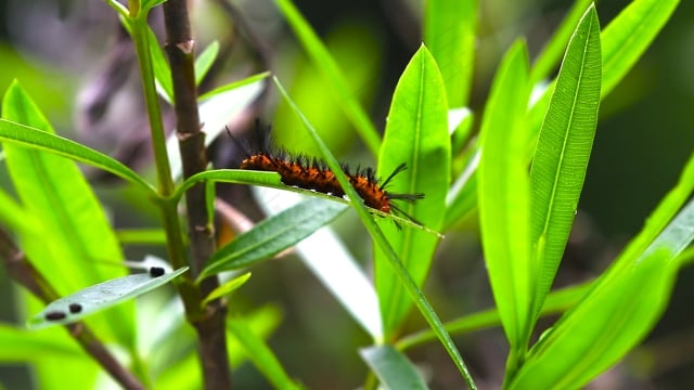 毛虫, 夹竹桃, 节肢动物, 蛾