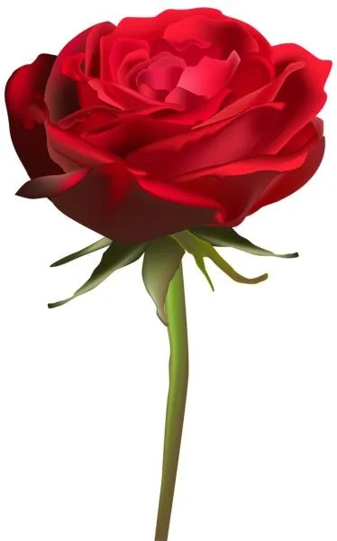 玫瑰 PNG免抠(374x600)