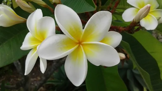 鸡蛋花绽放图片 鸡蛋花绽放图片