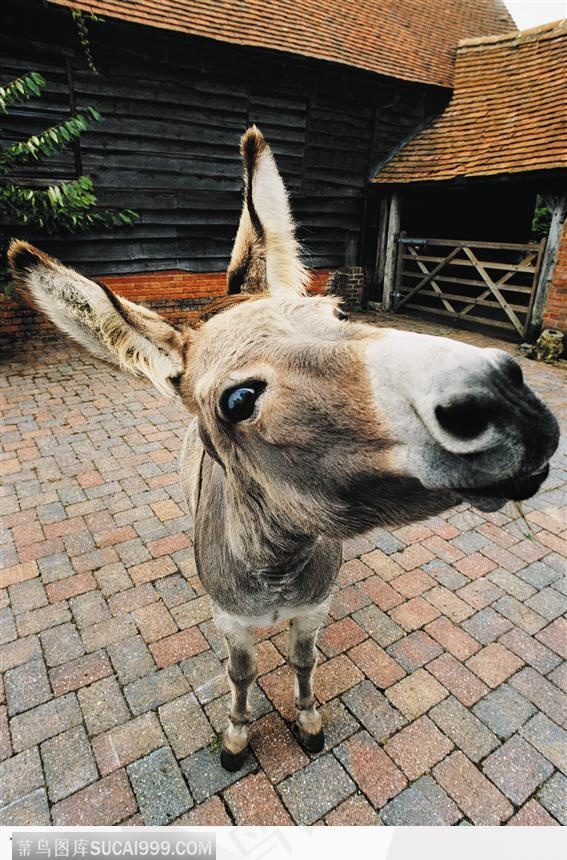 扭着头的驴