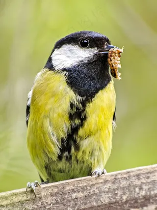 觅食的蓝山雀图片